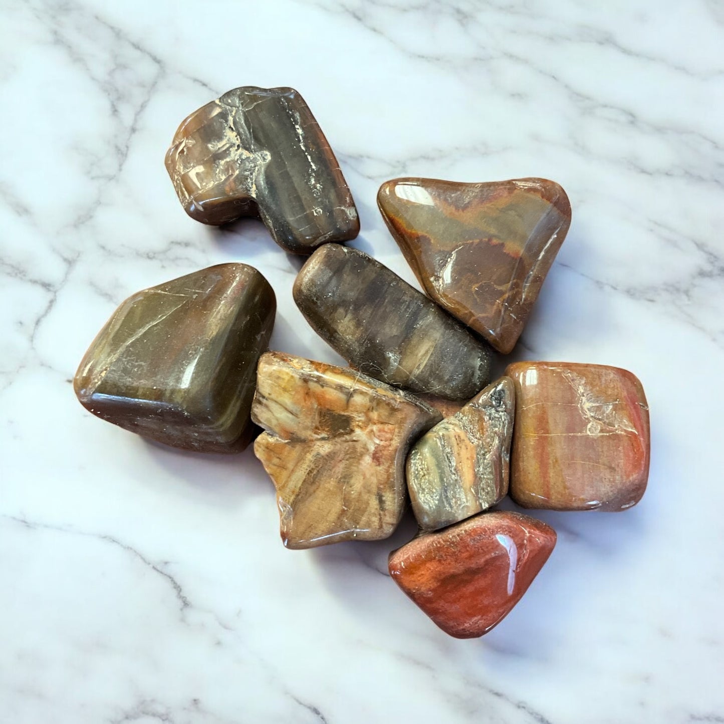 Petrified Wood